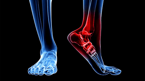 The ankle joint joint joint